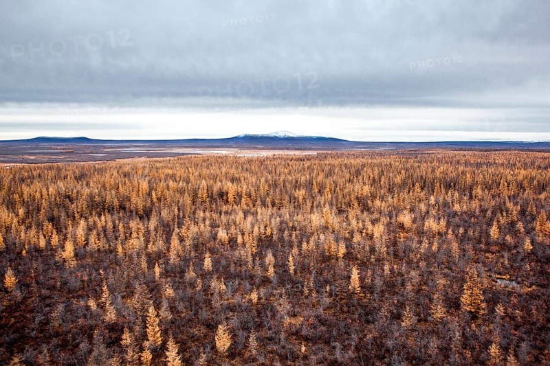Tundra
