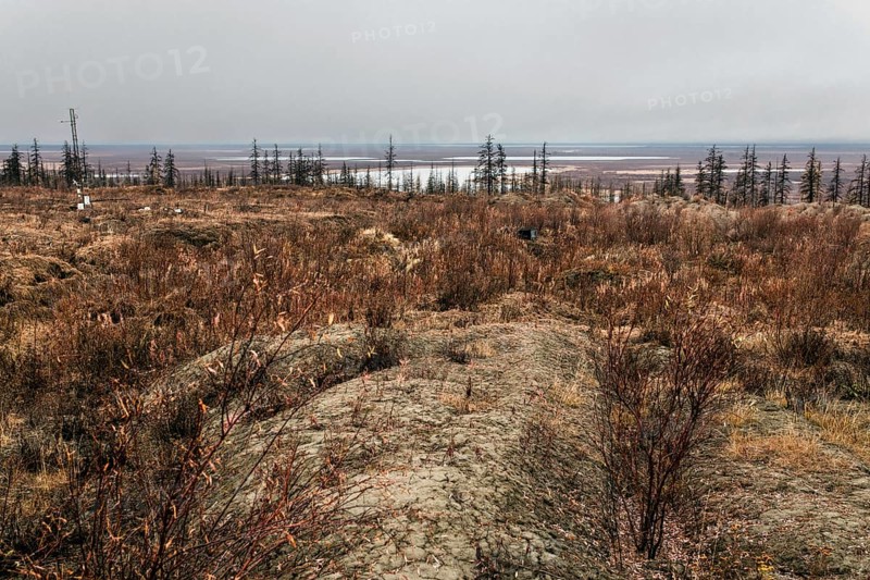 Tundra