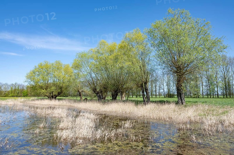 Willows