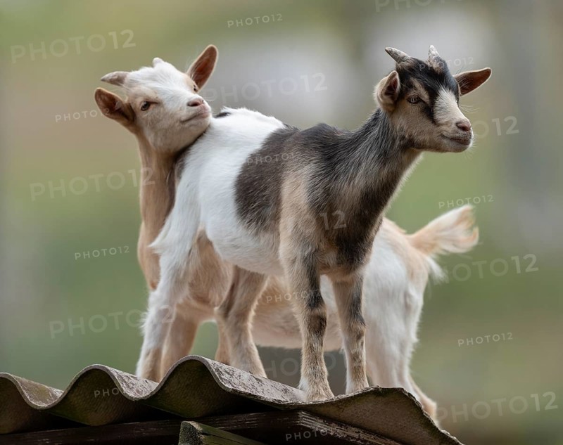 Dwarf goats