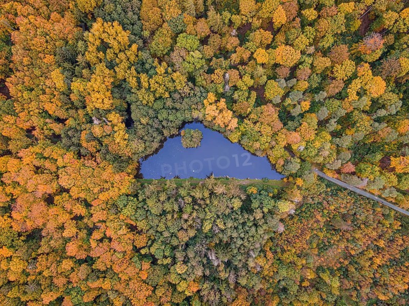 The foliage of the trees around the Brunnenweiher pond near Usingen in Taunus is beginning to turn autumnal yellow and orange.