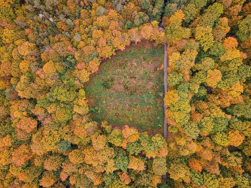 The foliage of the trees at the Hattsteinweiher pond near Usingen in Taunus is beginning to turn autumnal yellow and orange.