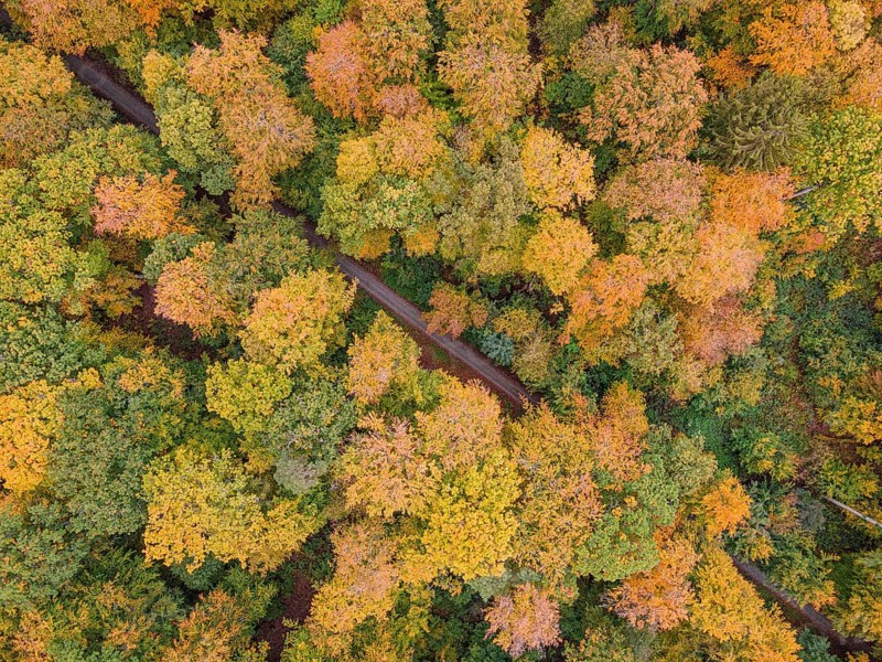 The foliage of the trees at the Hattsteinweiher pond near Usingen in Taunus is beginning to turn autumnal yellow and orange.