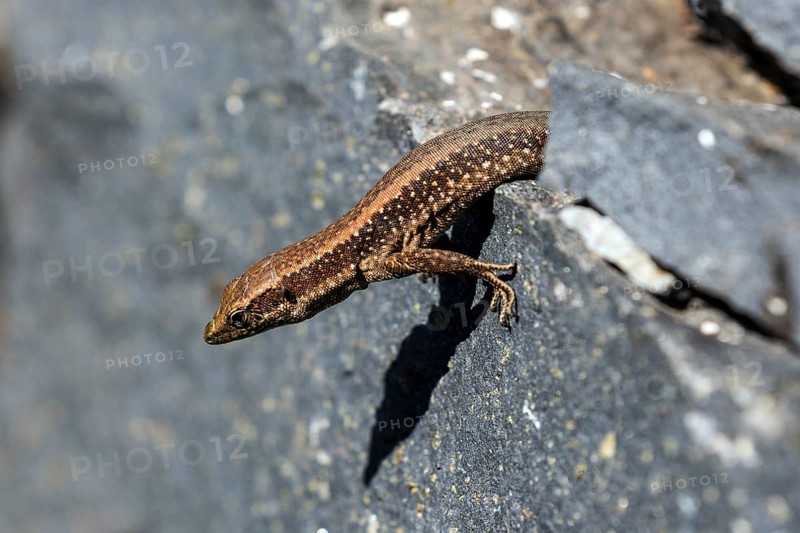Madeira lizard or madeiran wall lizard