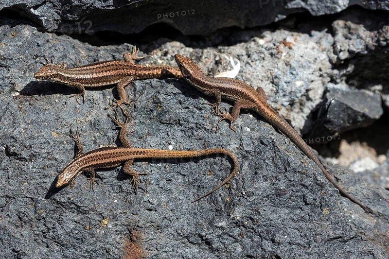 Madeira lizard or madeiran wall lizard