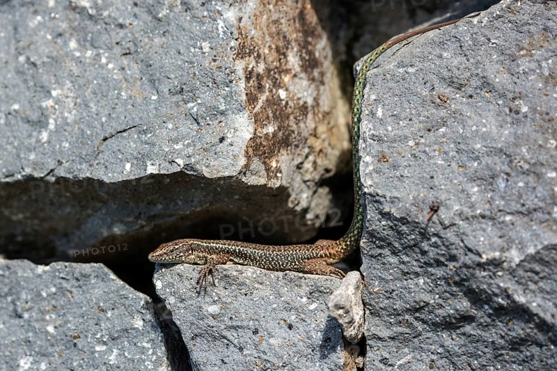 Madeira lizard or madeiran wall lizard