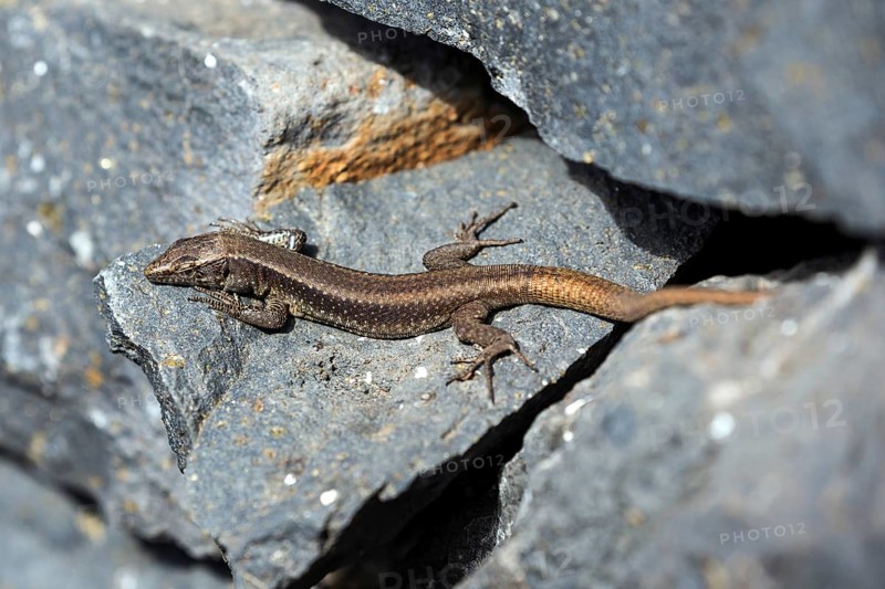 Madeira lizard or madeiran wall lizard