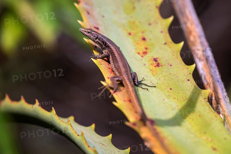 Madeira lizard or madeiran wall lizard