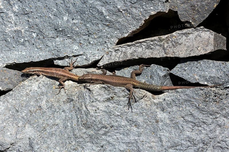 Madeira lizard or madeiran wall lizard