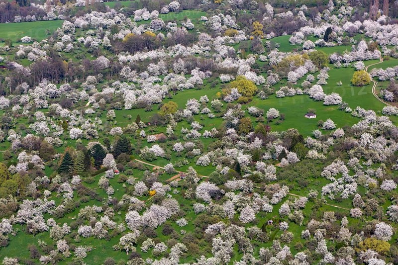 Orchard meadow
