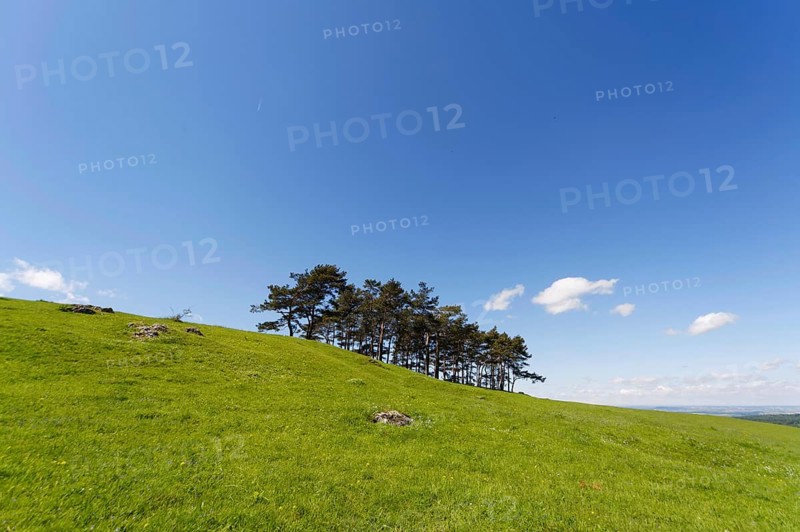 Black pines on the Hohenbol