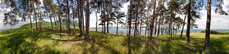 Black pines on the Hohenbol