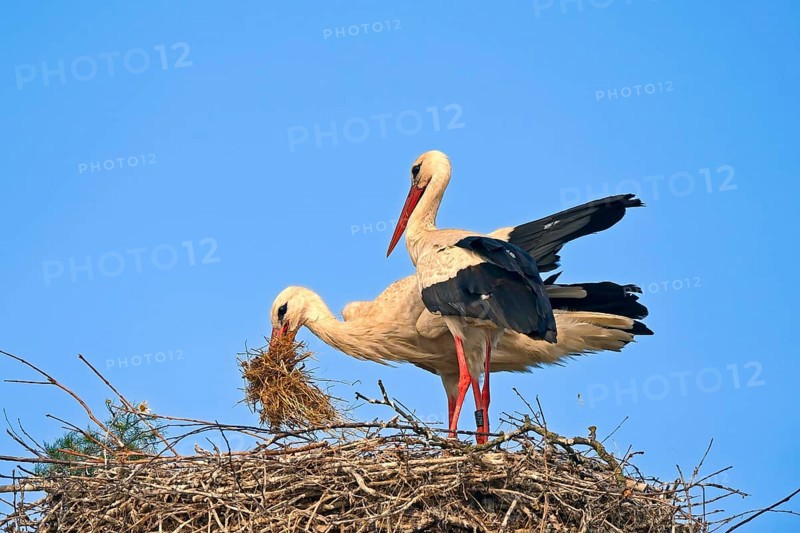 White stork