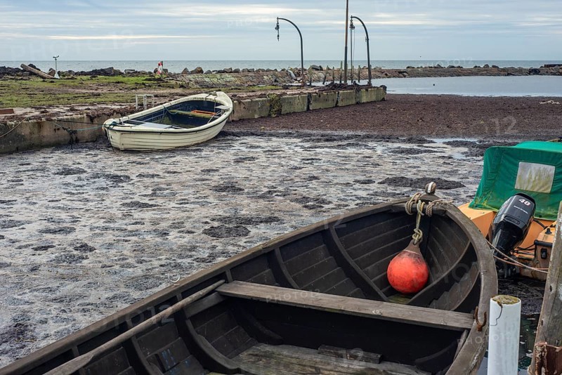 Dead algae and rotten bottom sediment fill up the entire harbor and prevent boats from getting out or entering Hörte harbor on Scania's south coast