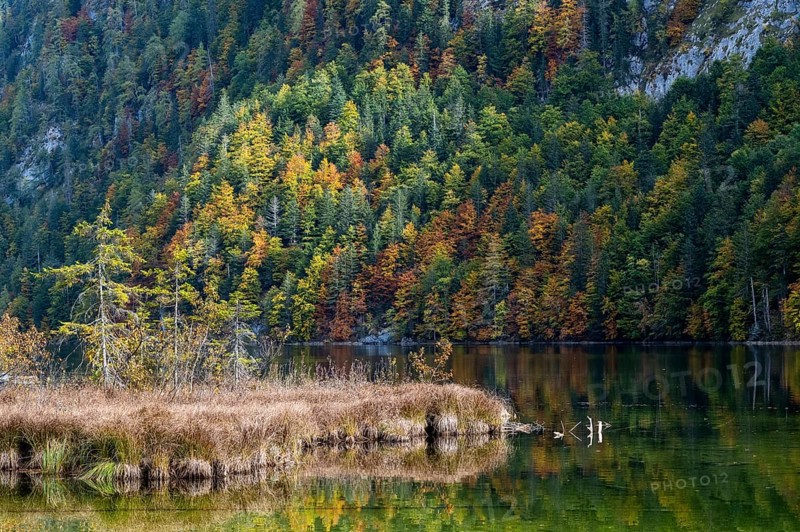 Colourfully coloured trees in autumn
