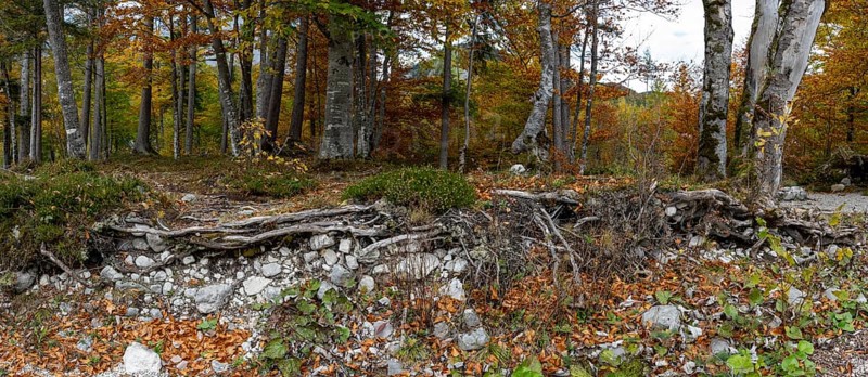 Colourful trees in autumn