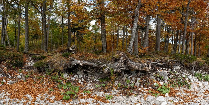 Colourful trees in autumn