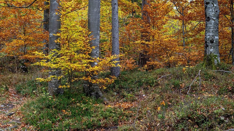 Colourful trees in autumn