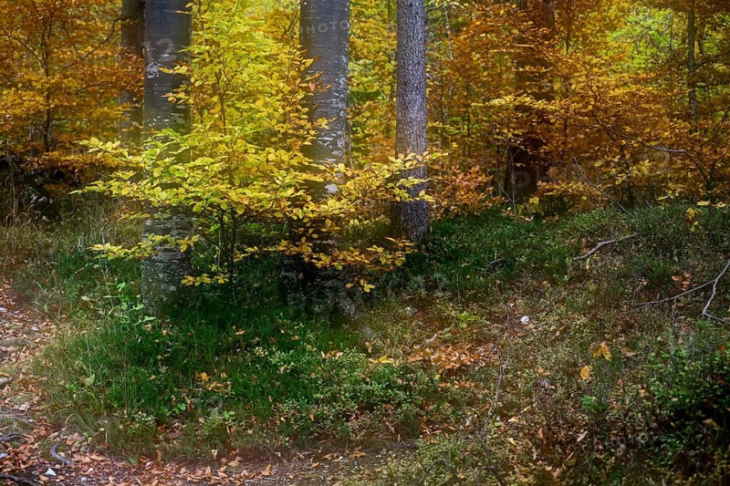 Colourful trees in autumn