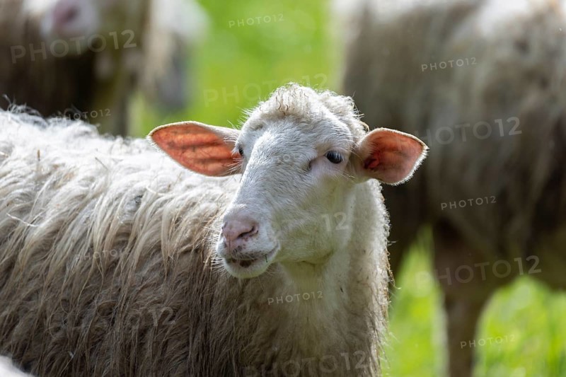 Sheep in a flock in a meadow
