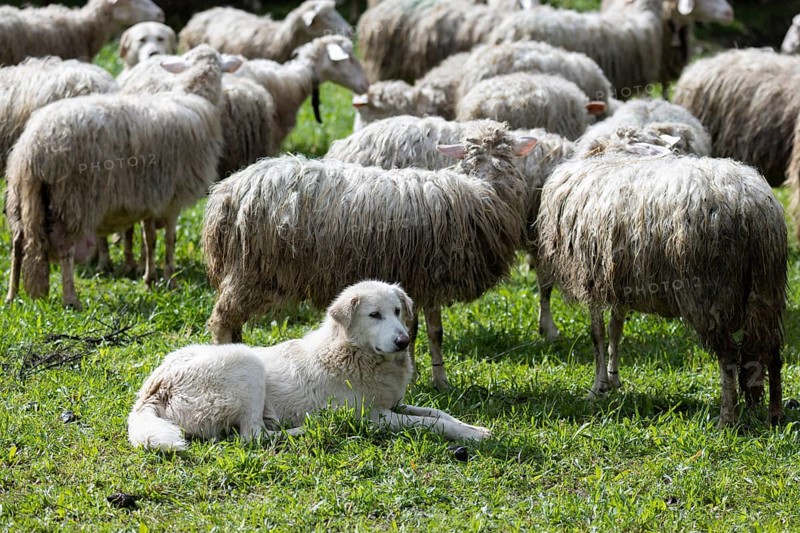 Herding dog
