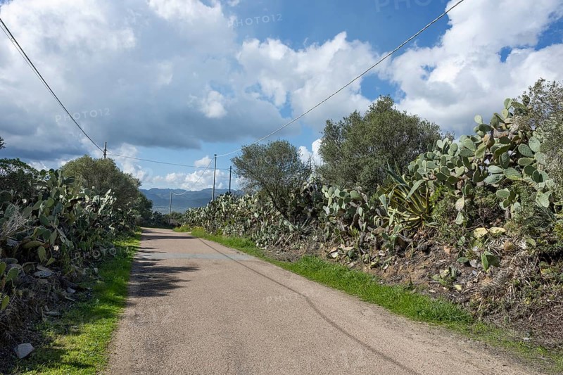 Bushes of cactus pears