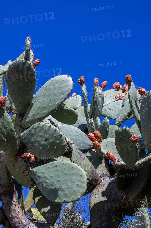 Cactus pear