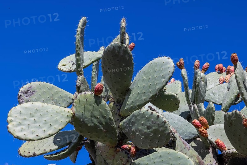 Cactus pear