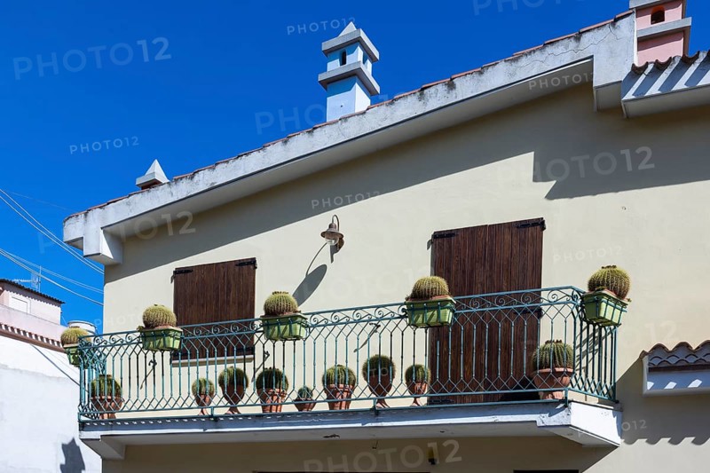 House with cacti