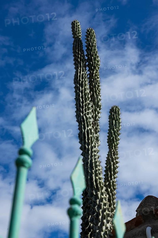 Snake cactus in a front garden against a blue sky