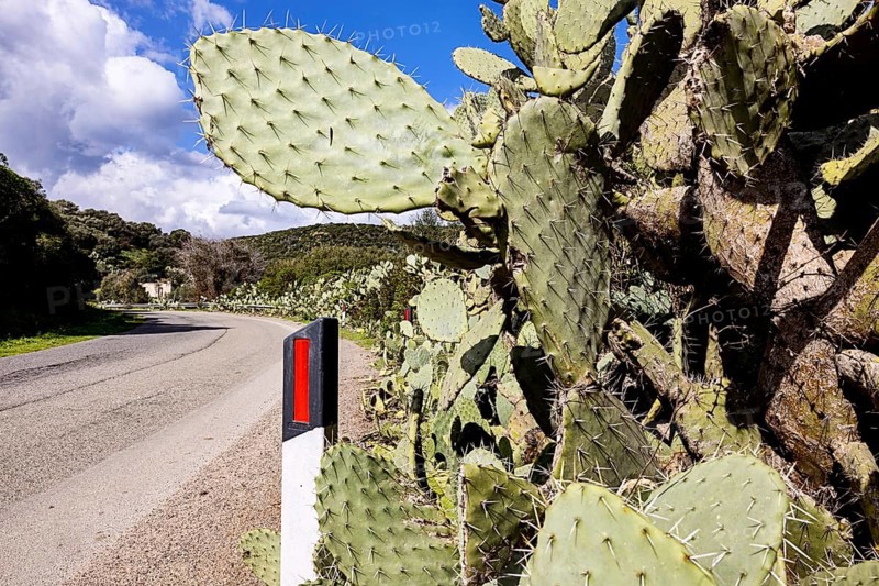 Bushes of cactus pears