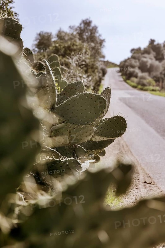 Bushes of cactus pears