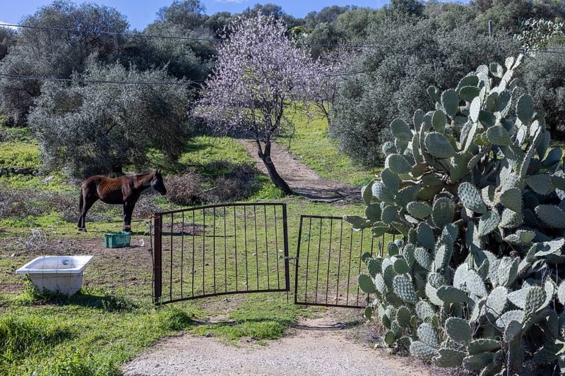 Horse in a meadow with an old bathtub