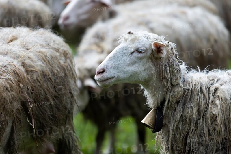Sheep with a bell around its neck in a meadow with a flock of sheep