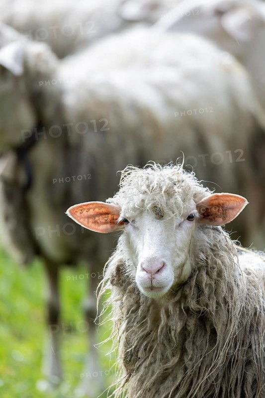 Sheep in a flock in a meadow looking at the camera