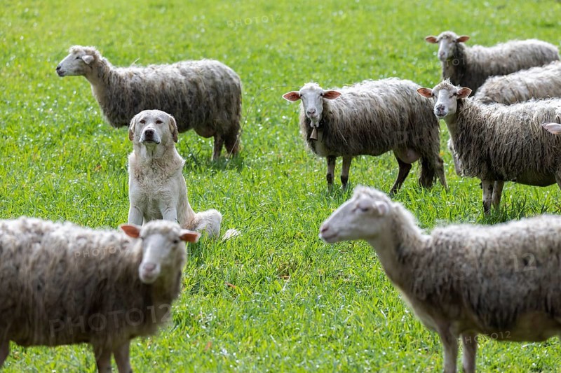 Herding dog