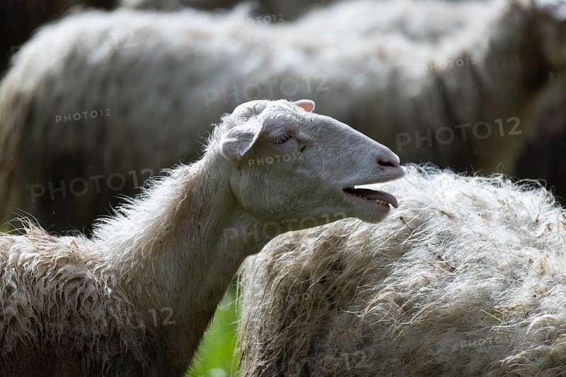Bleating sheep in a flock of sheep in a meadow