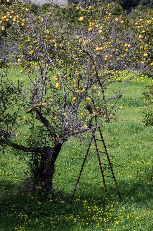 Lemon harvest