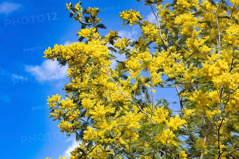 Mimosa tree