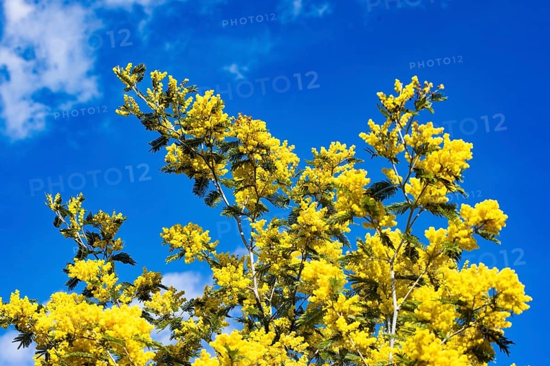 Mimosa tree