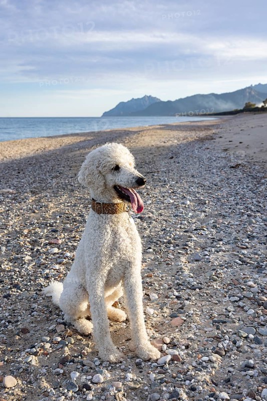 White poodle