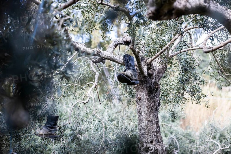 Old boots and weathered animal skull hanging in an olive tree to deter birds