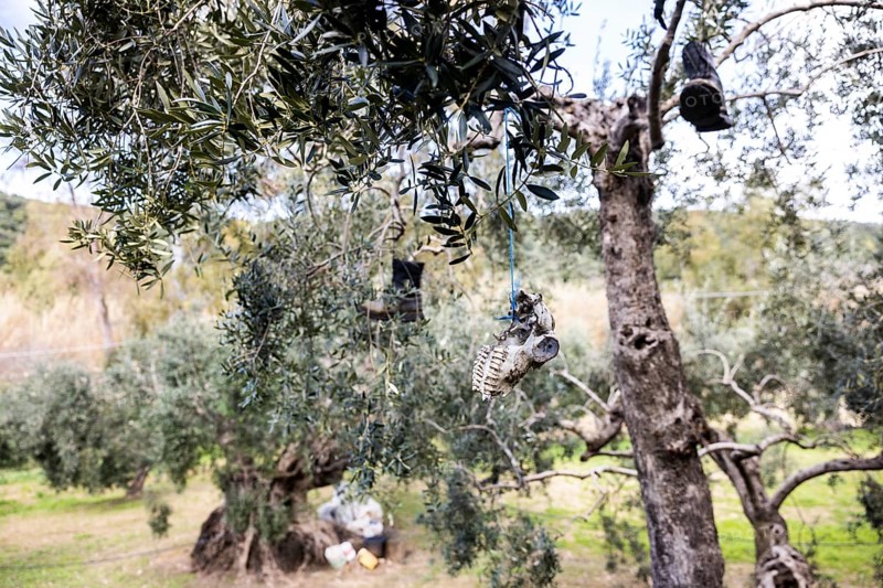 Old boots and weathered animal skull hanging in an olive tree to deter birds