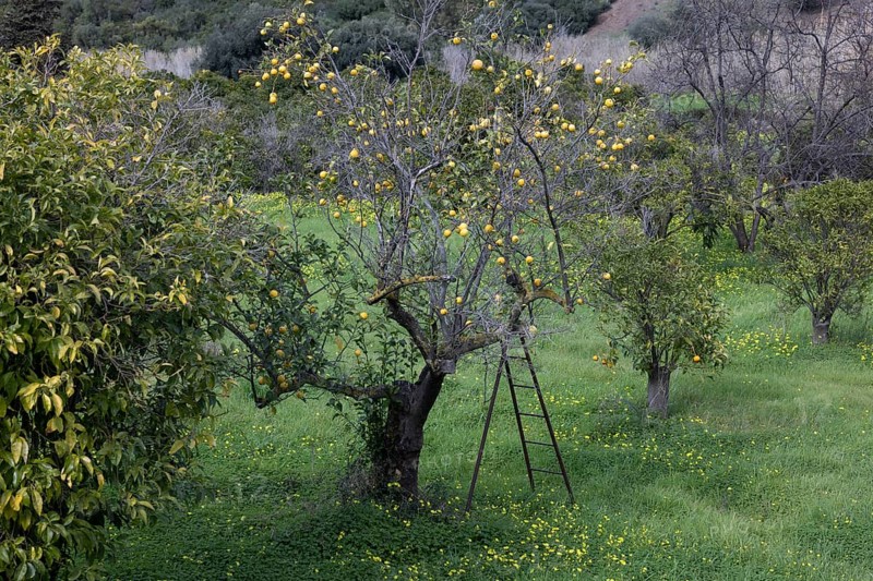 Lemon harvest