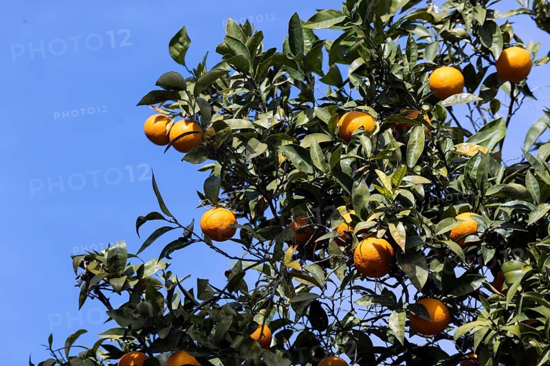 Ripe oranges