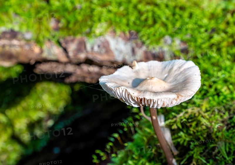 Common bonnet