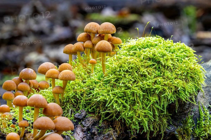 Fungi