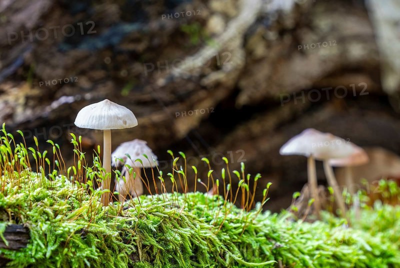 Common bonnet