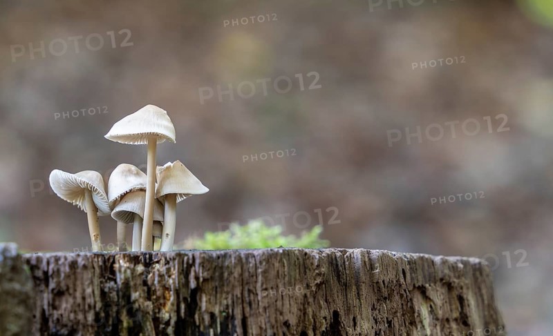 Common bonnet