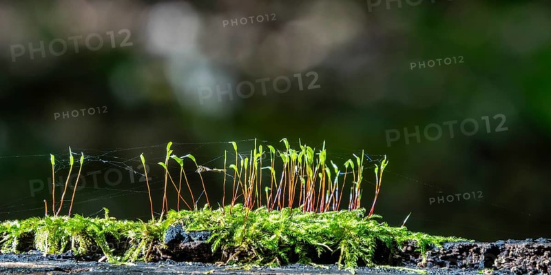Small plant shoots on a moss bed in the forest